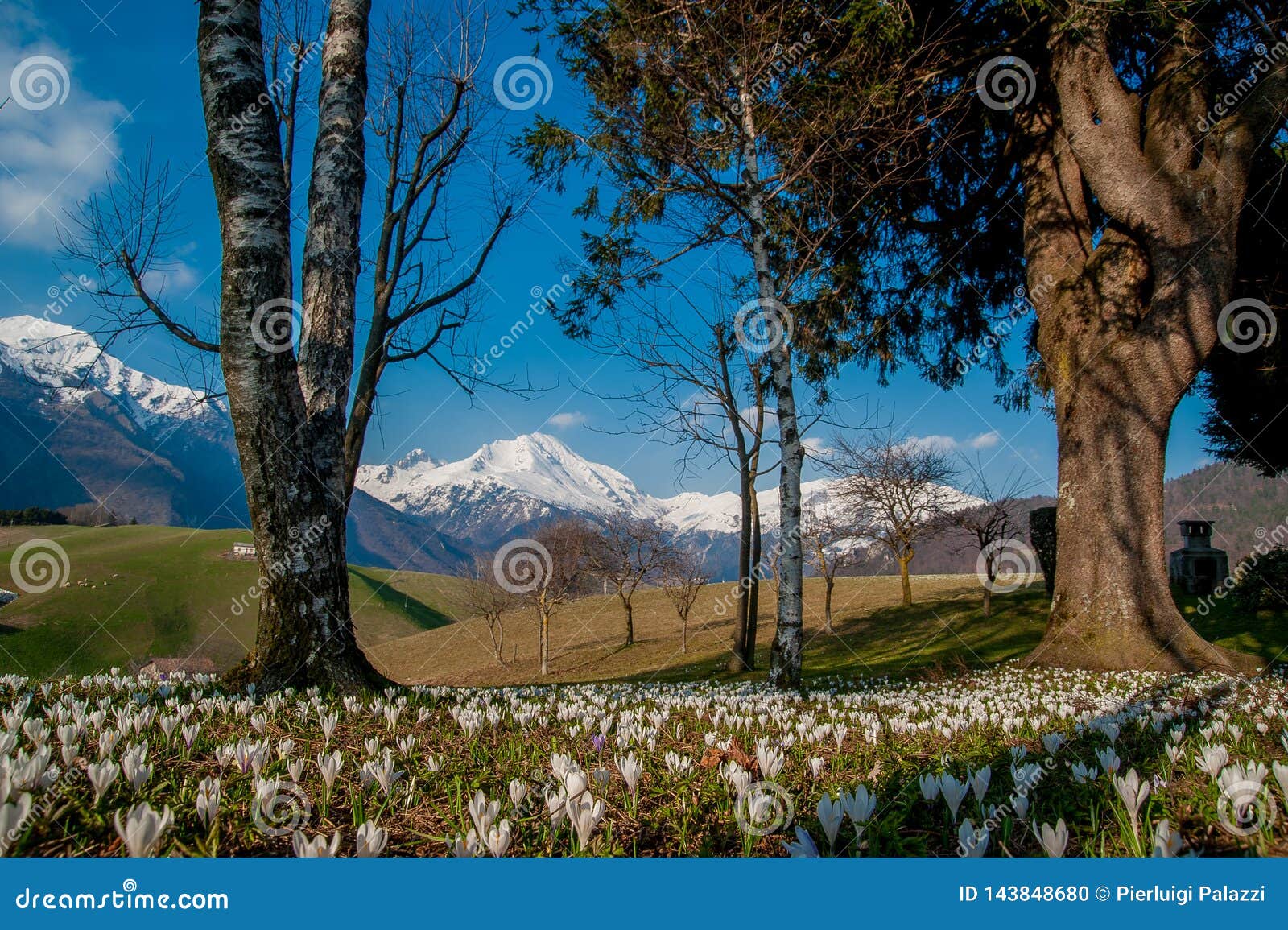 Spring awakening stock photo. Image of fresh, flowers - 143848680