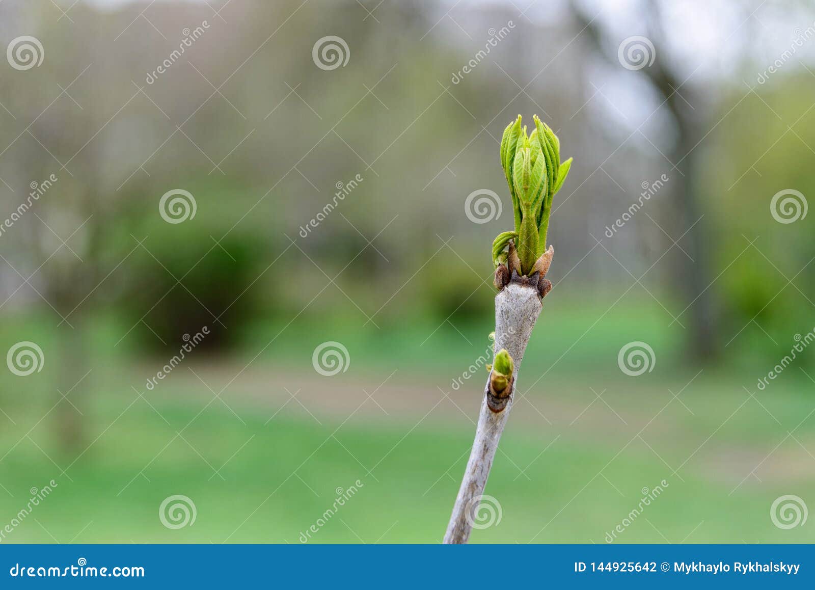 Spring Awakening of Nature. the First Shoots on the Branches. Young