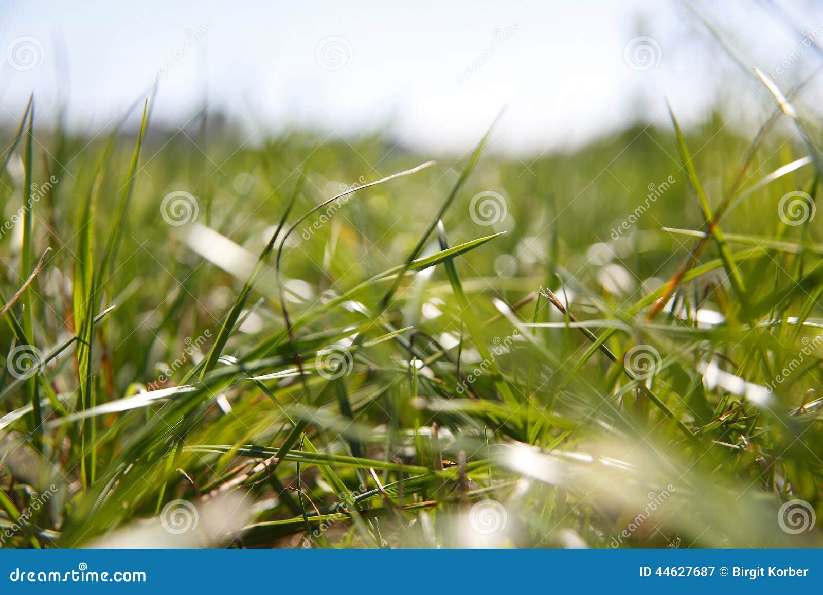 Spring Awakening in the Nature Stock Image - Image of flower, awakening