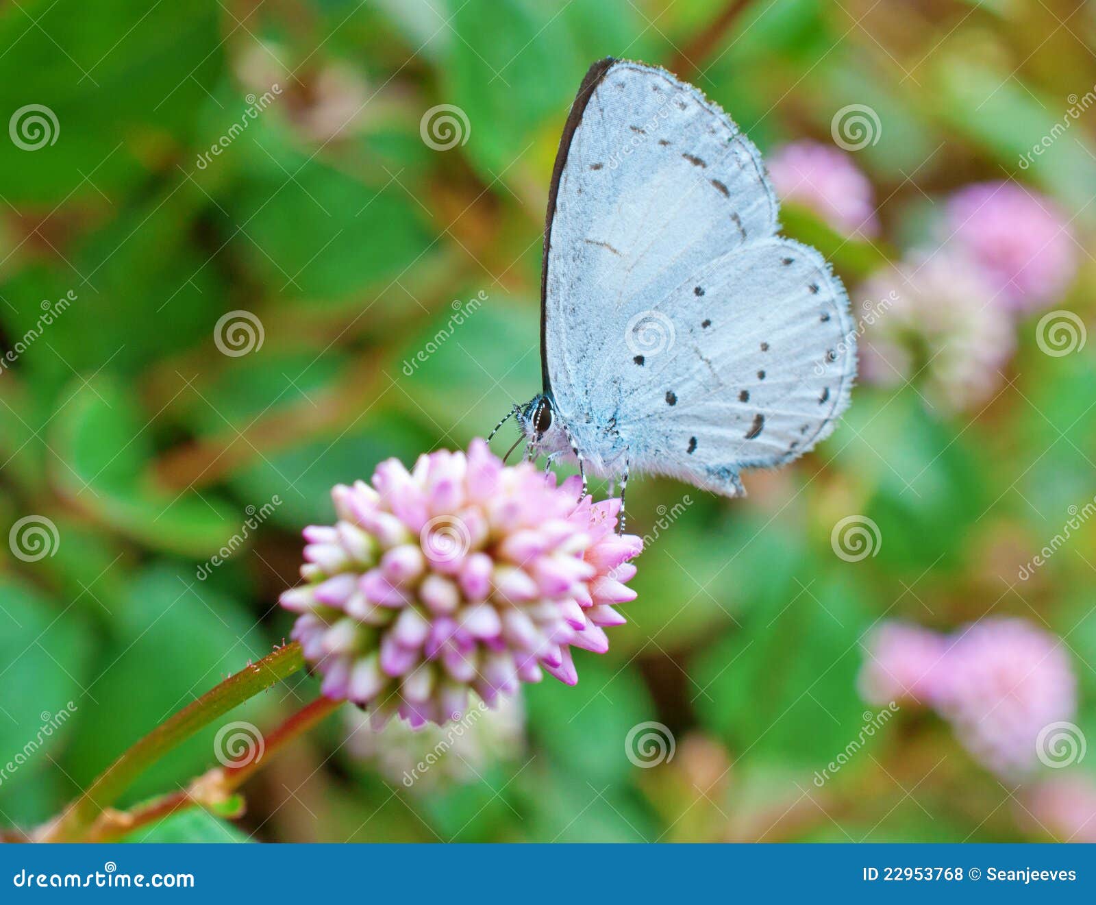 Spring Azure butterfly stock photo. Image of closeup 22953768