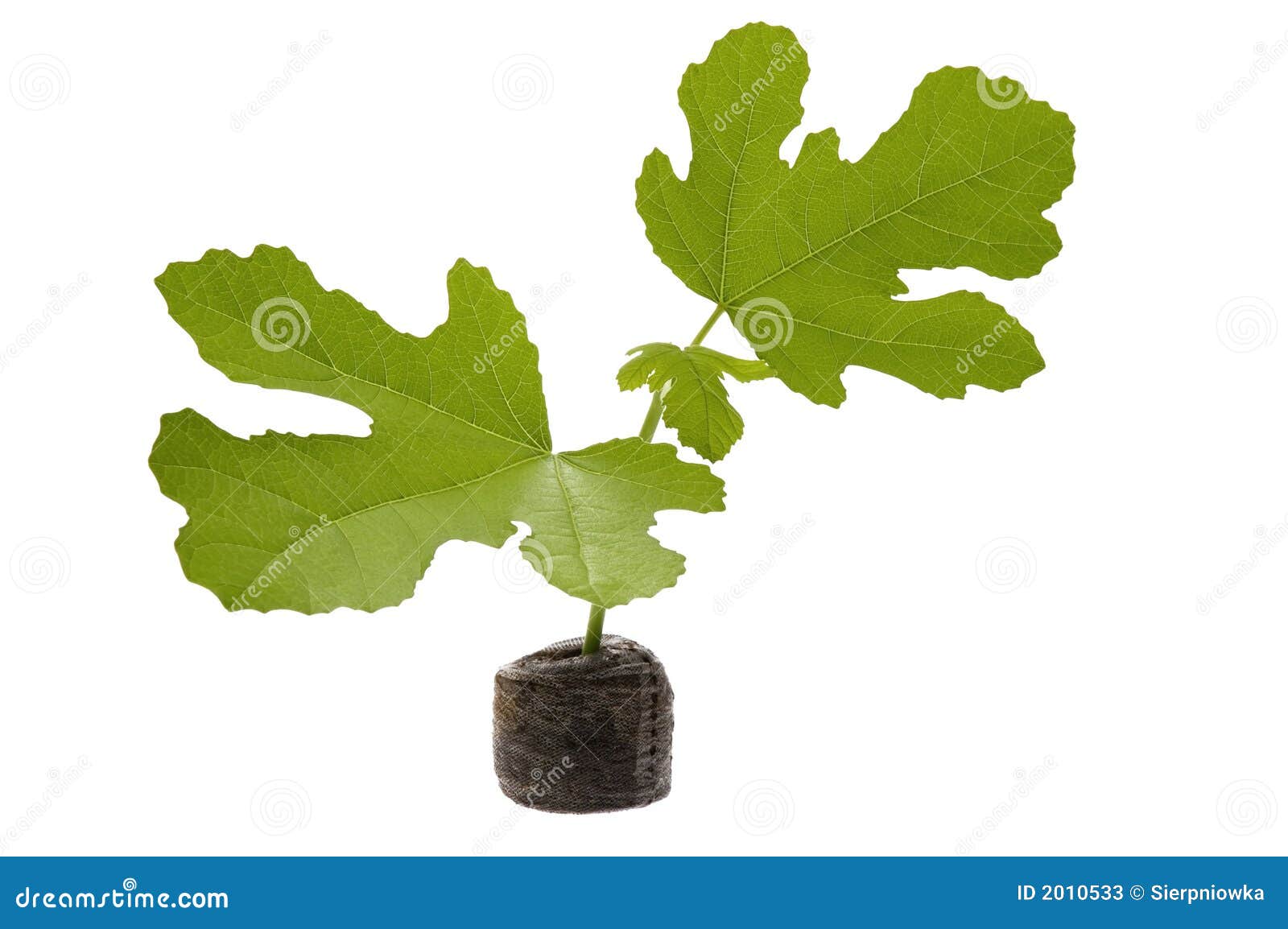 Spring Baby Plant. Fig Tree Stock Image Image of peat, field 2010533