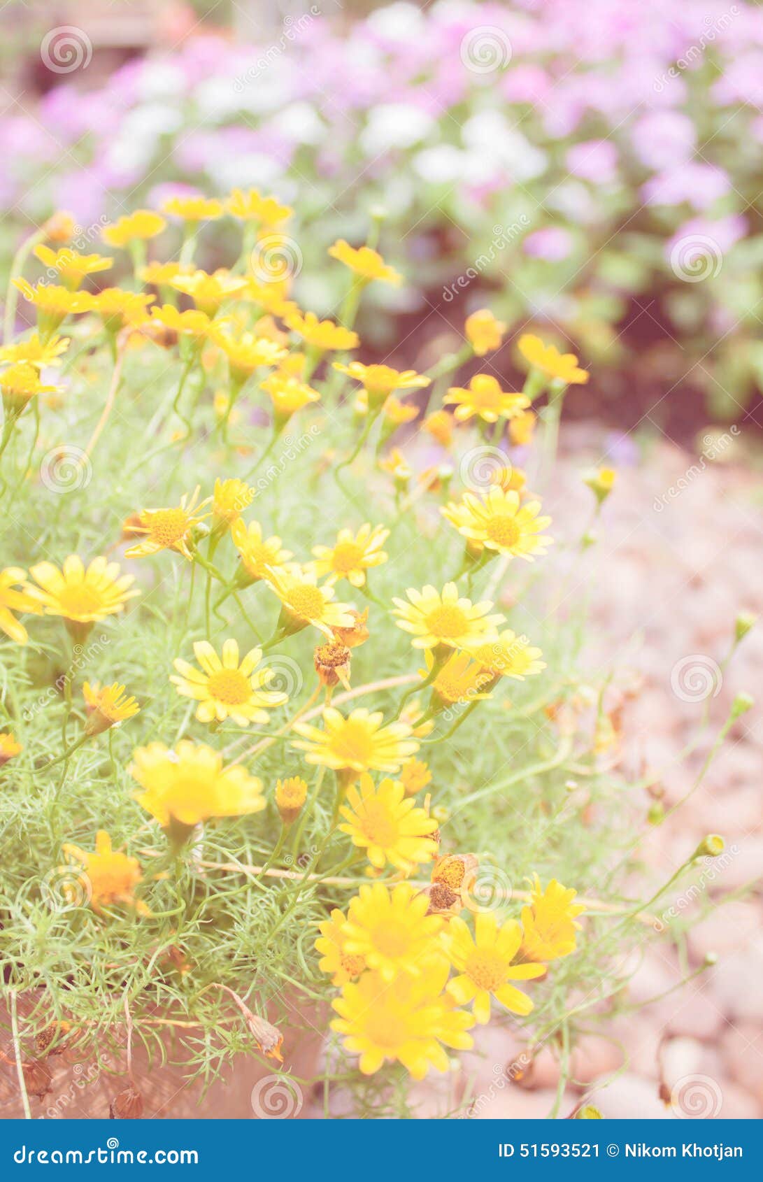 Spring Background with Beautiful Yellow Flowers Stock Image Image of