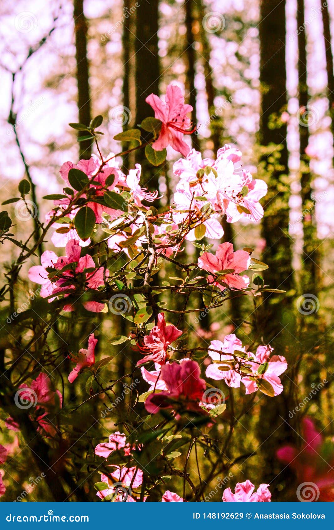 Spring Background of Blooming Flowers. White and Pink Flowers. Beautiful Scene with a Flowering Tree. Spring Flowers. Stock Image - Image of copy, botanical: 148192629