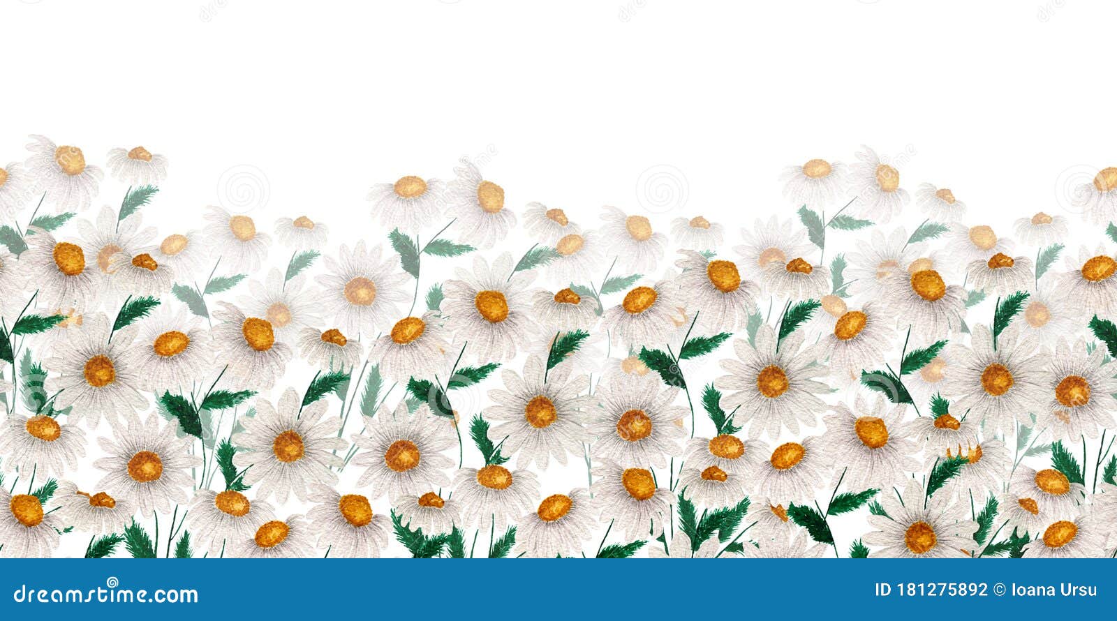 Spring Background With White Wildflowers, Seamless Frame Decoration With Chamomile Or Daisy Flowers, Watercolor Floral Field Illus Stock Illustration - Illustration Of Daisies, Flower: 181275892