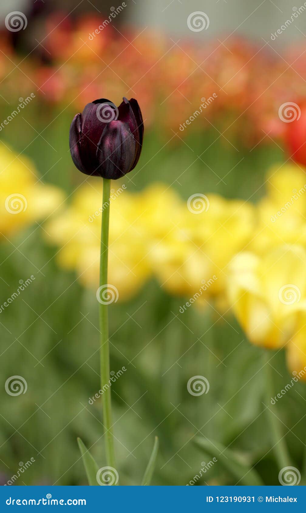Spring black tulip flower stock image. Image of romantic 123190931