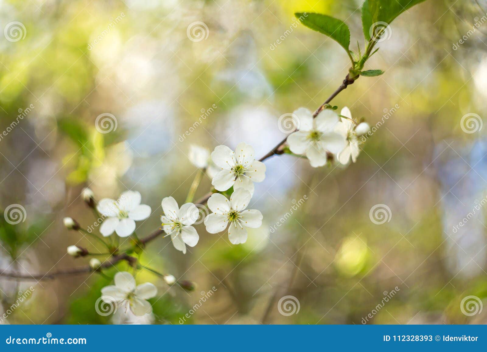 Spring Bloom Flower Cherry With Bokeh Closeup Stock Image Image Of