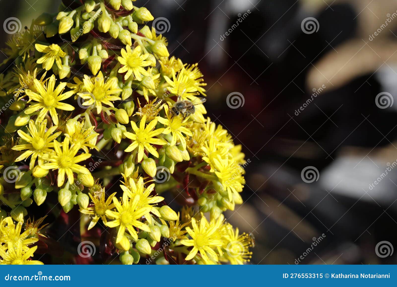 Spring Bloom Series - Aeonium Arboreum Zwartkop - the Black Rose ...