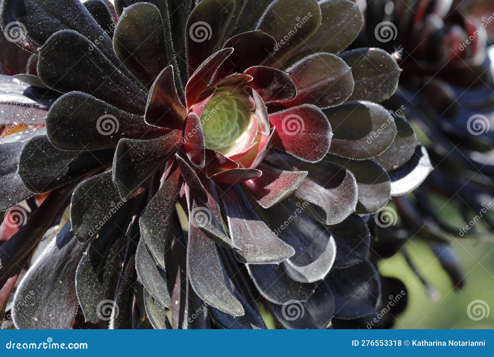 Spring Bloom Series - Aeonium Arboreum Zwartkop - the Black Rose ...