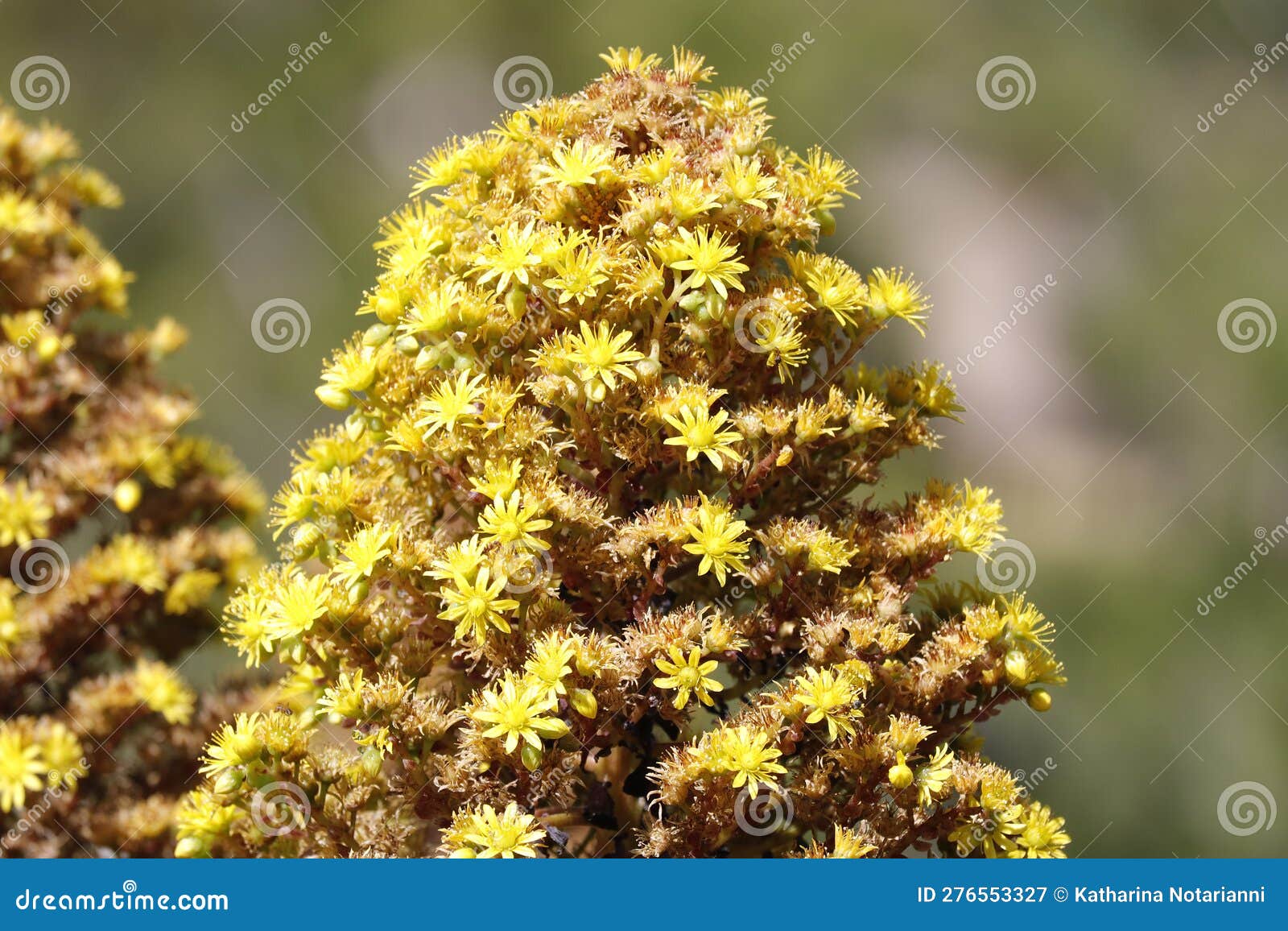 Spring Bloom Series - Aeonium Arboreum Zwartkop - the Black Rose ...