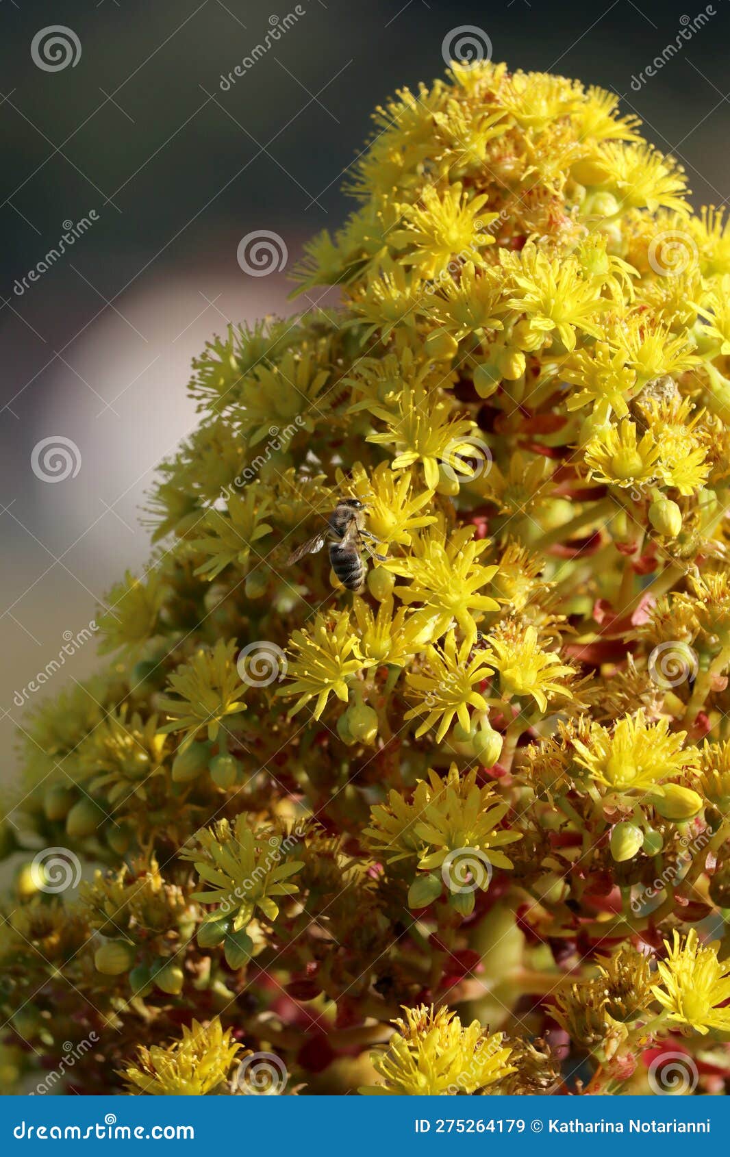 Spring Bloom Series - Aeonium Arboreum Zwartkop - California Honey Bee ...