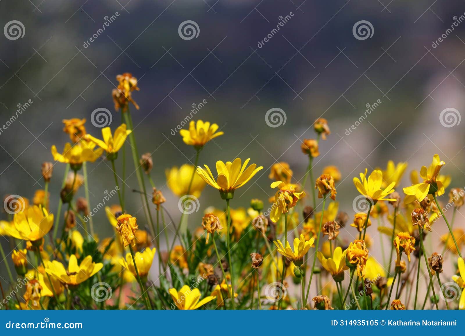 spring bloom series - bright yellow daisies - daisy shrub - euryops pectinatus