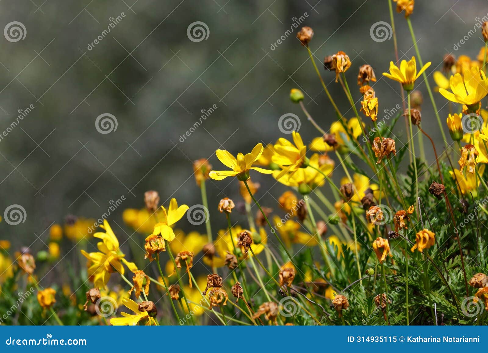 spring bloom series - bright yellow daisies - daisy shrub - euryops pectinatus
