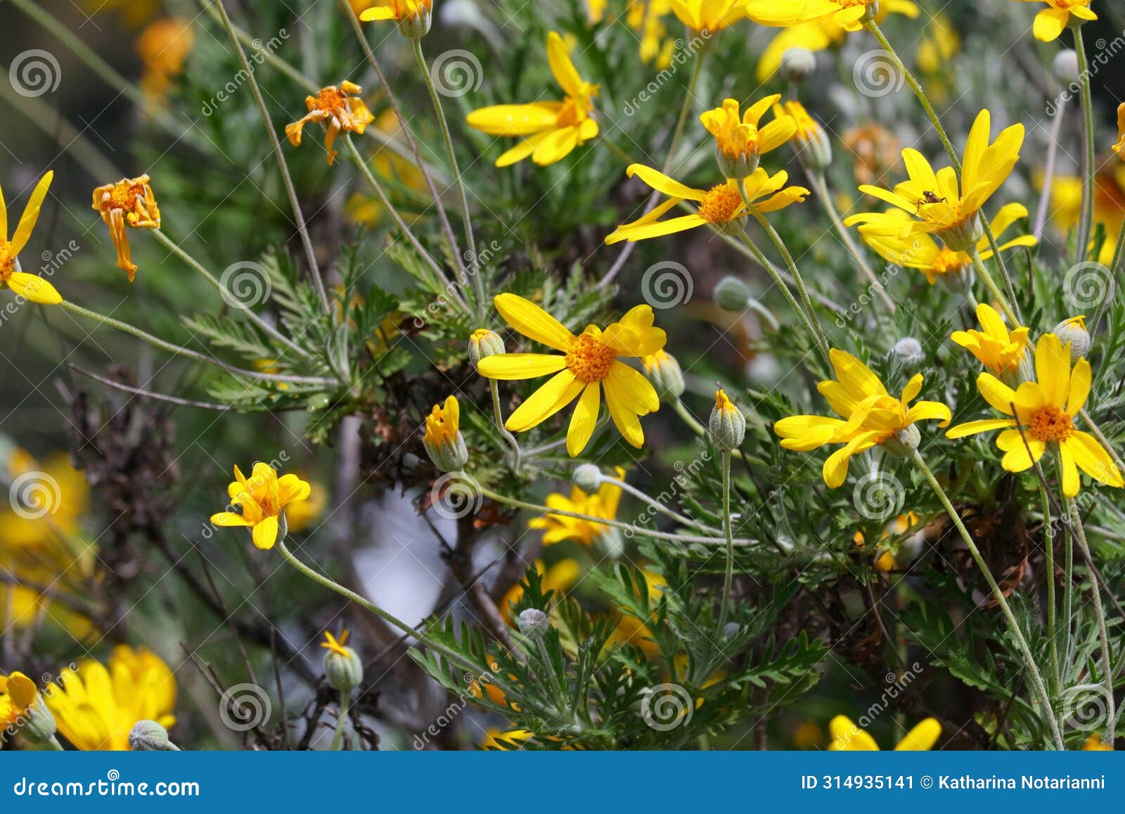 spring bloom series - bright yellow daisies - daisy shrub - euryops pectinatus