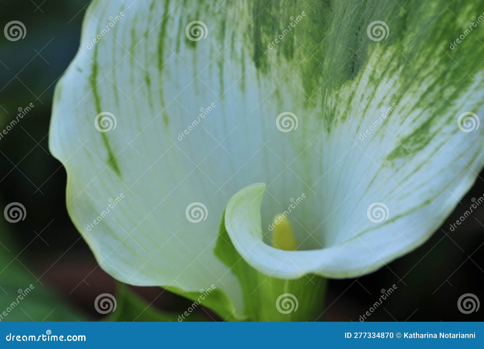 spring bloom series - white with green variegated calla lily - zantedeschia elliottiana