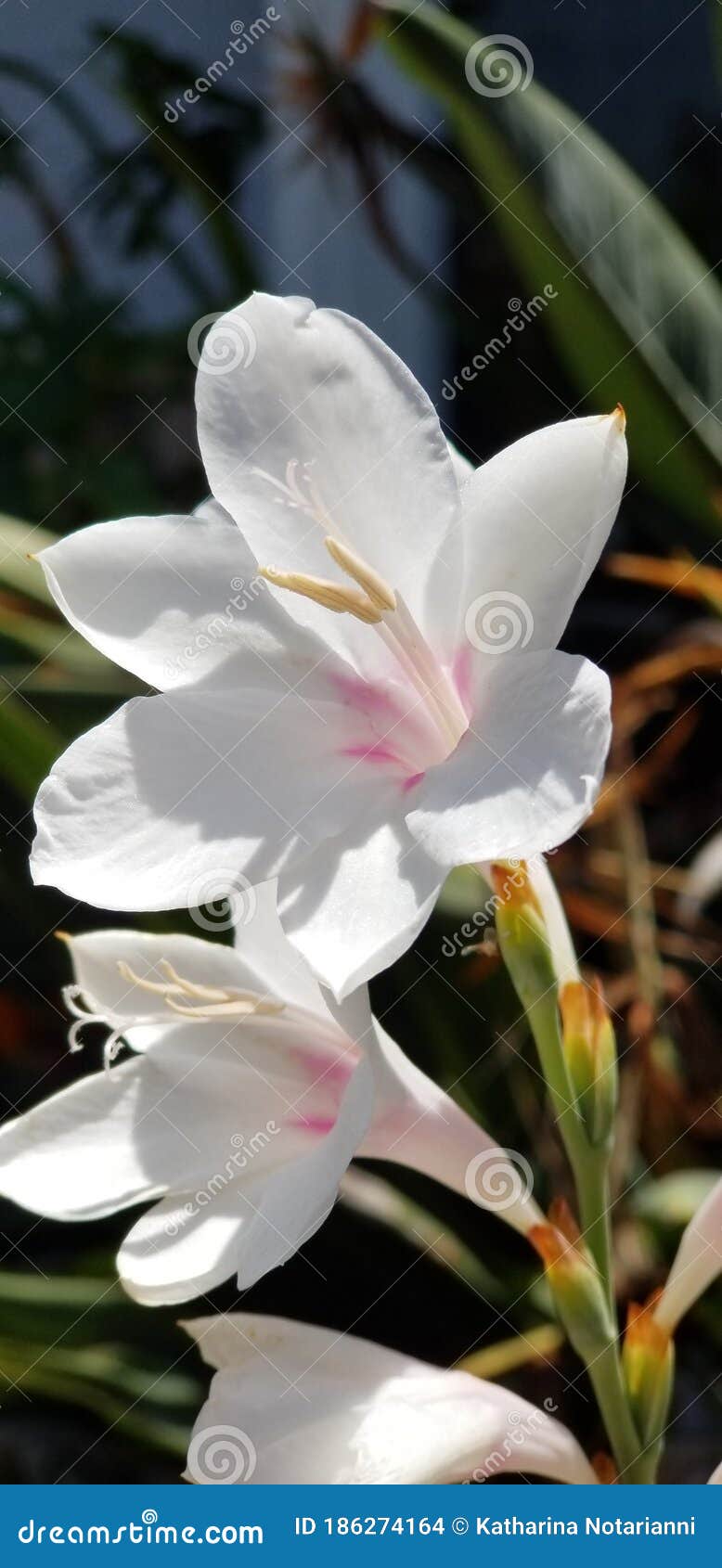 spring bloom series - white with pink blush watsonia pyramidata