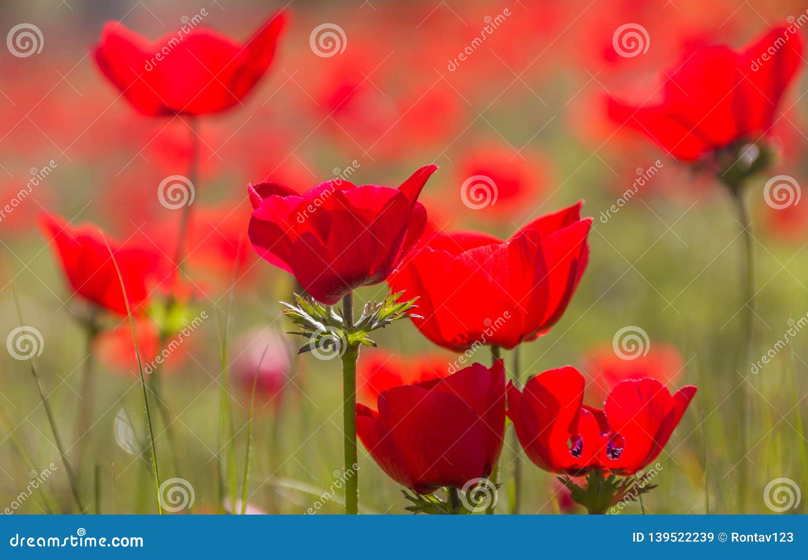 a spring bloom of wild red anemones in a meadow.