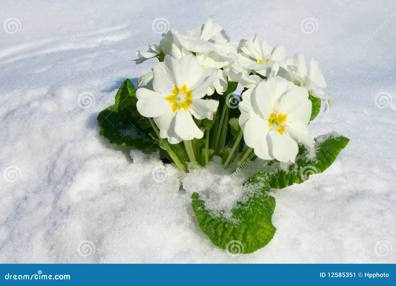 Spring Blooming Flowers Coming Up Stock Image Image of season, flora 12585351