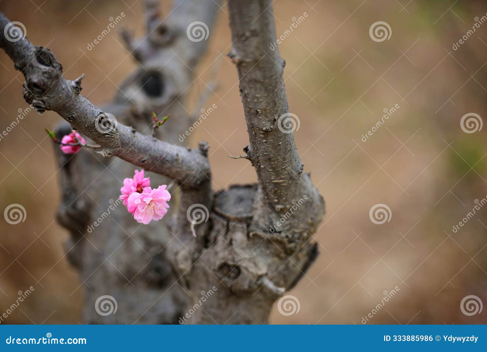 in spring, the blooming spring flowers, cherry blossoms, peach blossoms, etc. in the park