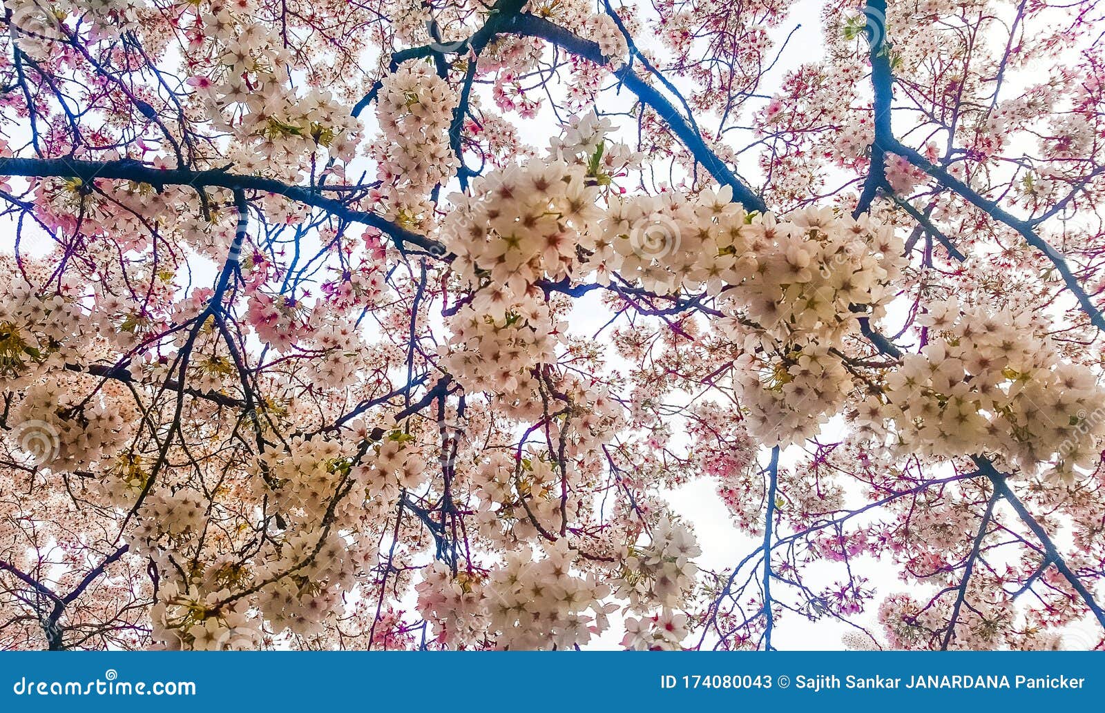 Spring Blossom at Almere in the Netherlands Stock Image Image of