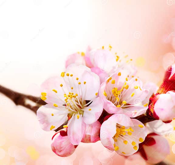 Spring Blossom stock image. Image of branch, blossoms - 38188867
