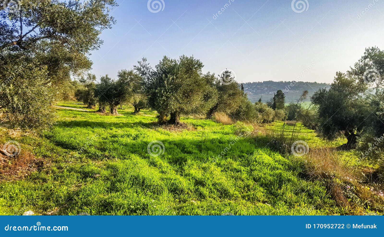 the spring blossom at the ayalon valley near the latrun trappist monastery of the silent monks, near jerusalem, israel