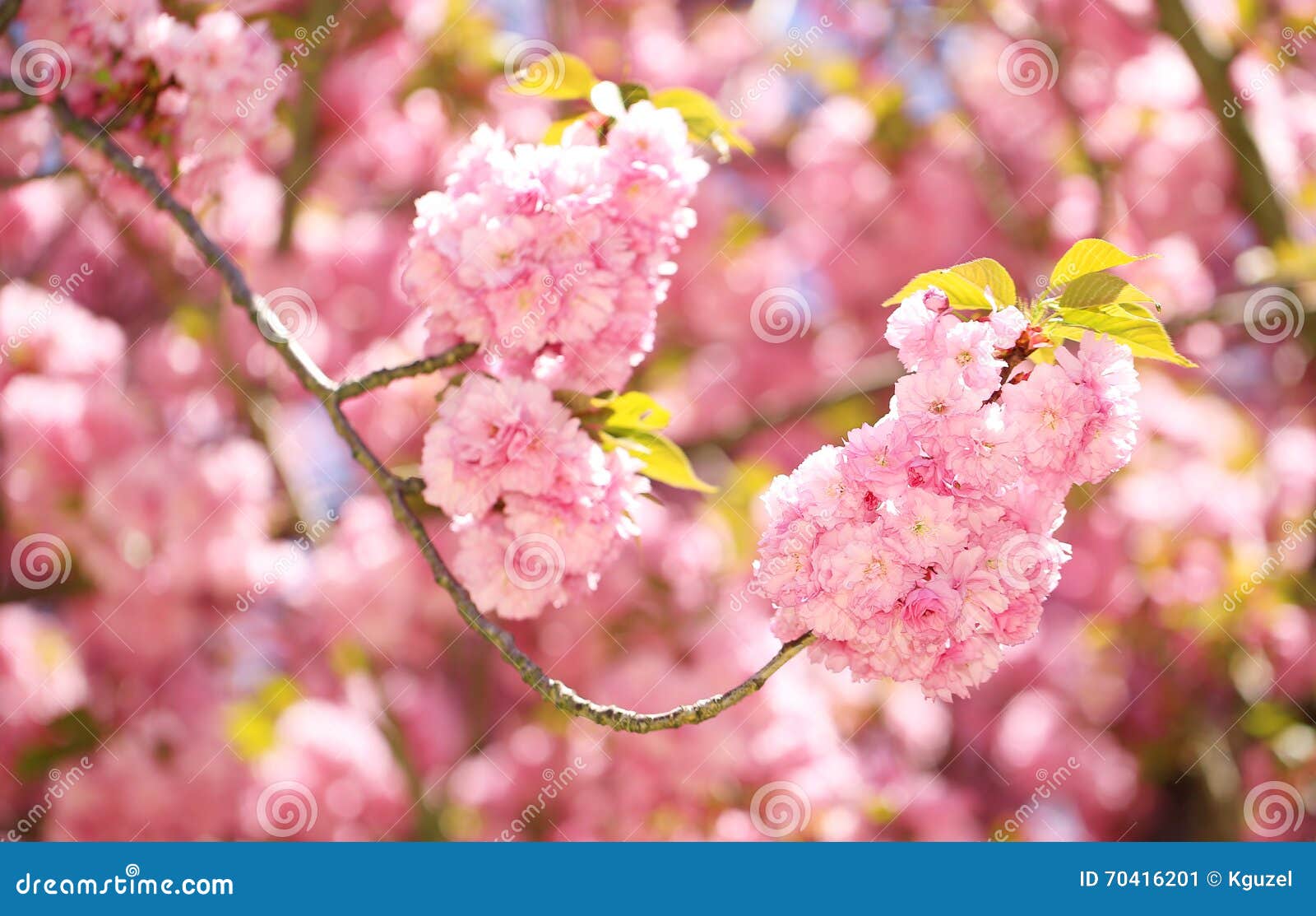 Spring Blossom. Beautiful Pink Flowers Stock Image - Image of blossom ...
