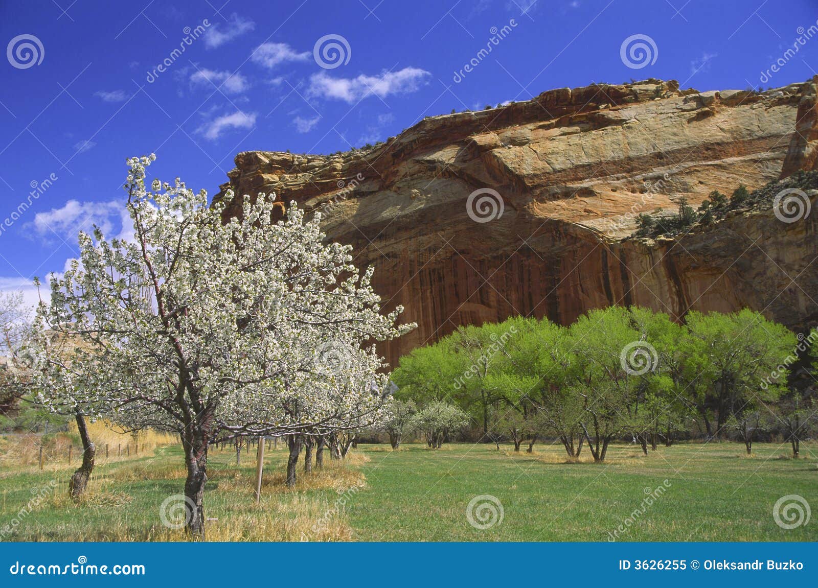 Spring Blossom in Capitol Reef National Park, Utah Stock Image Image