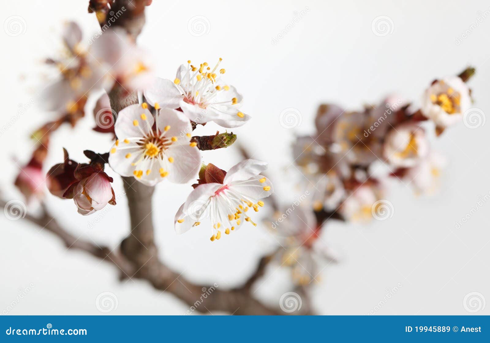 Spring Blossom Cherry Brunch Stock Image Image of bloom, flora 19945889