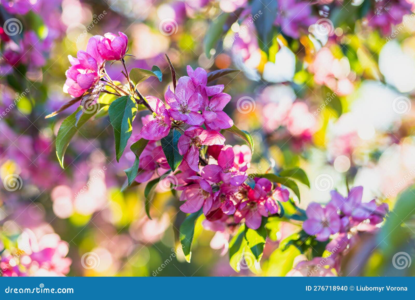 Spring Blossom of a Decorative Apple Tree, Purple Flowers on a Green Tree in the Rays of the