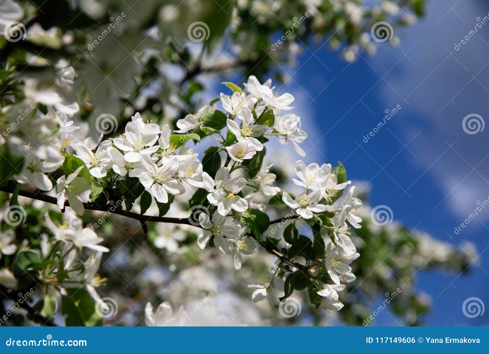 Spring Blossom Flowers on Apple Tree Stock Photo Image of season