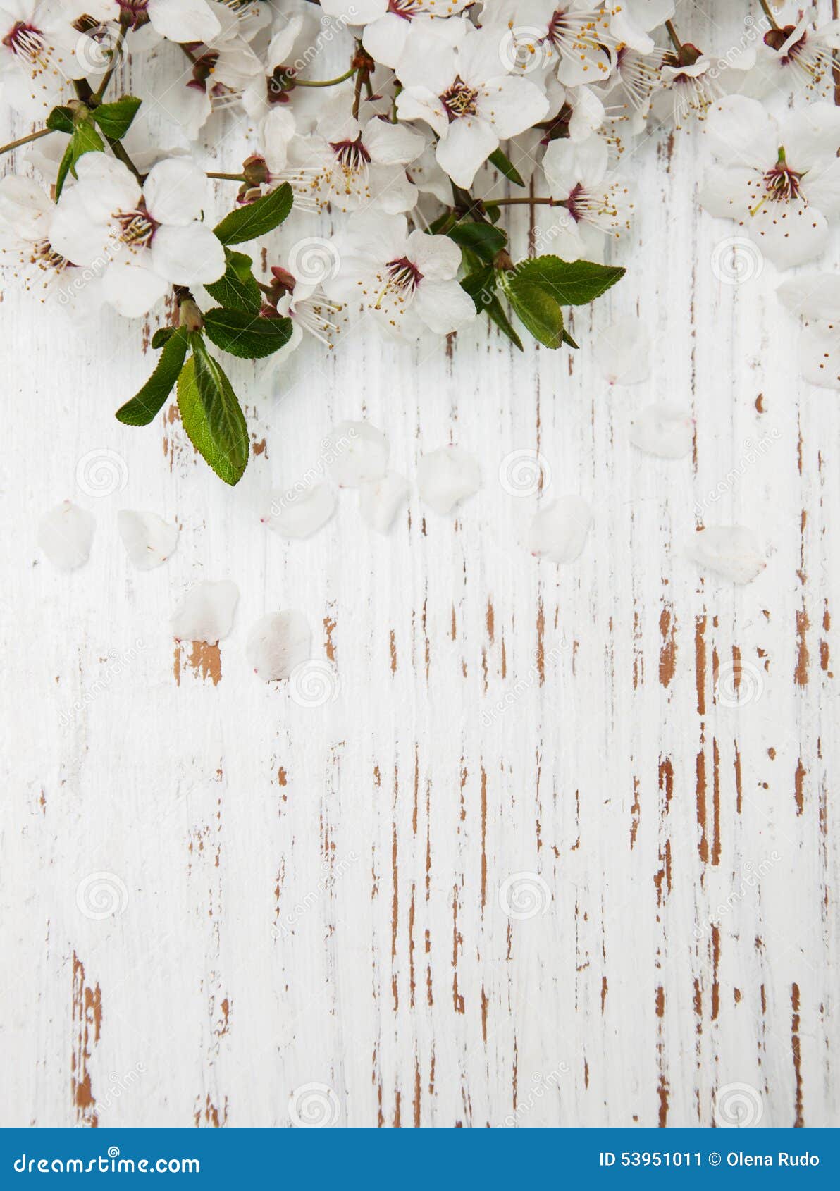 Spring Blossom on Wood Background Stock Image - Image of petal, apricot ...