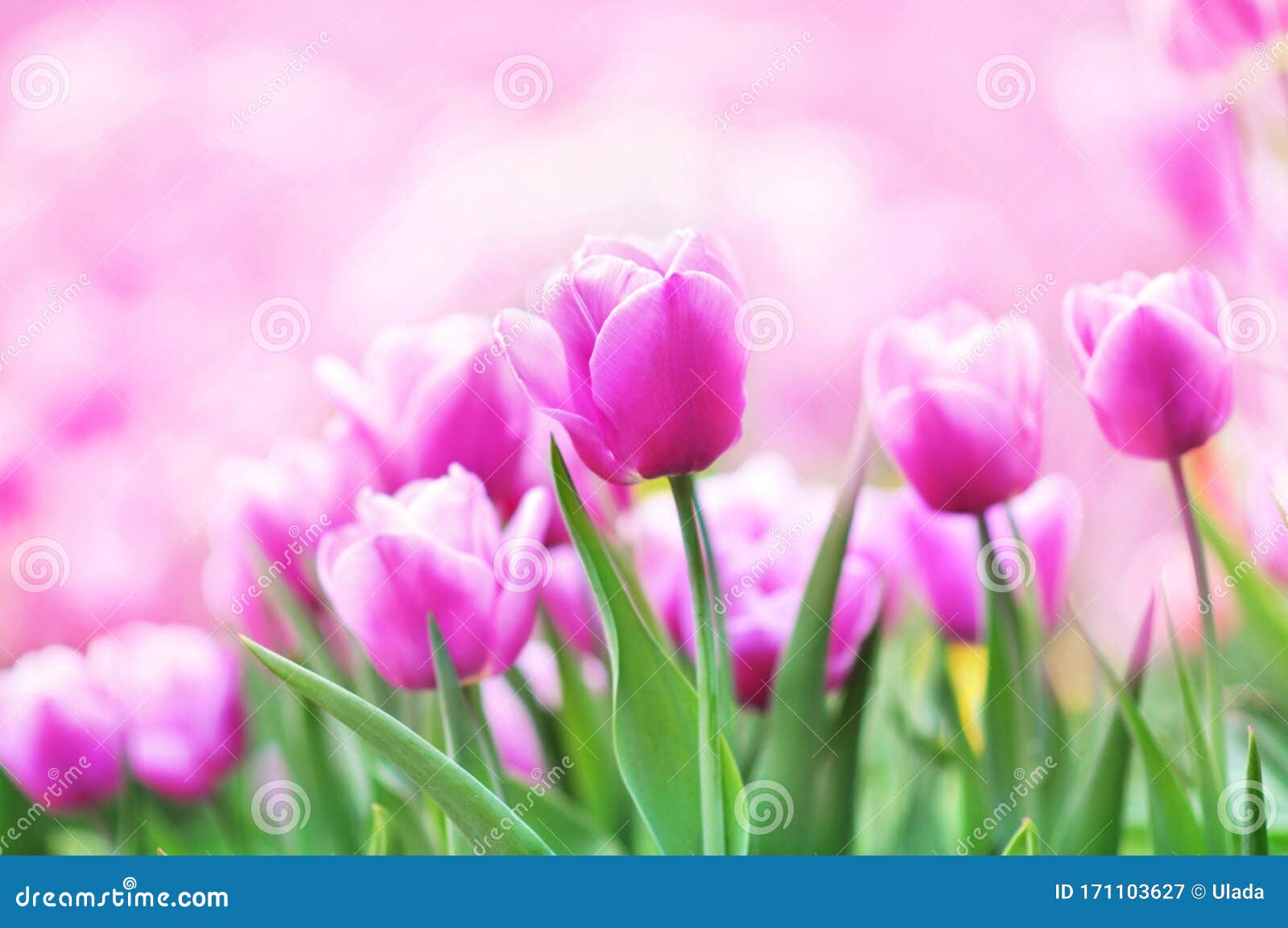 Lúa tươi đang rực rỡ màu sắc trải khắp cánh đồng. Cảnh sắc tuyệt đẹp của đồng tulip này sẽ là một trải nghiệm thú vị cho mọi người yêu thích thiên nhiên. Đến với hình ảnh này, bạn sẽ được thưởng thức vẻ đẹp tuyệt đỉnh của đồng tulip và cùng tận hưởng khoảnh khắc yên bình giữa thiên nhiên.