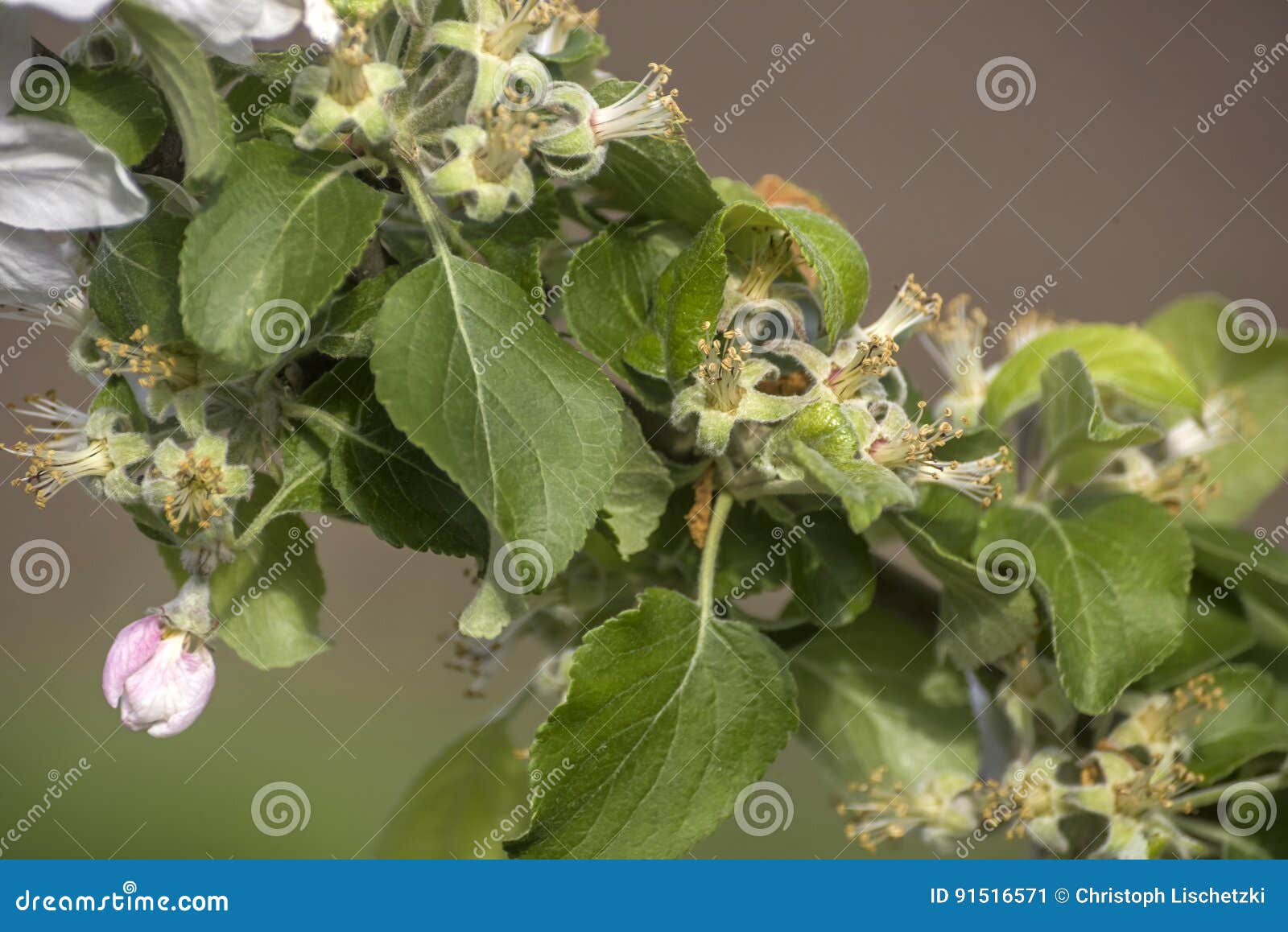 Spring Blossoms Beautiful Flowers on Apple Tree in Nature Stock Image