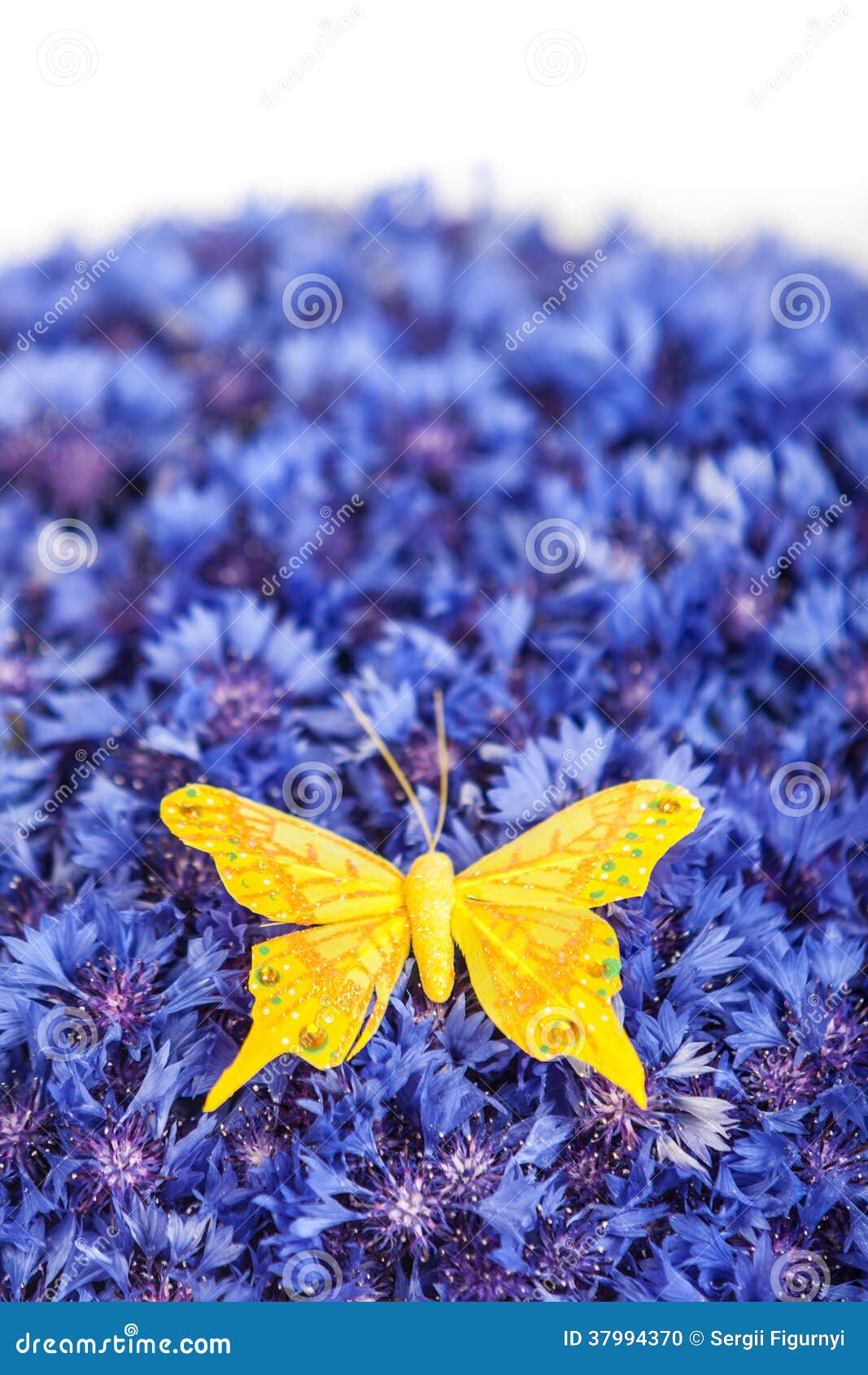 Spring Blue Cornflower With Yellow Butterfly Stock Photo
