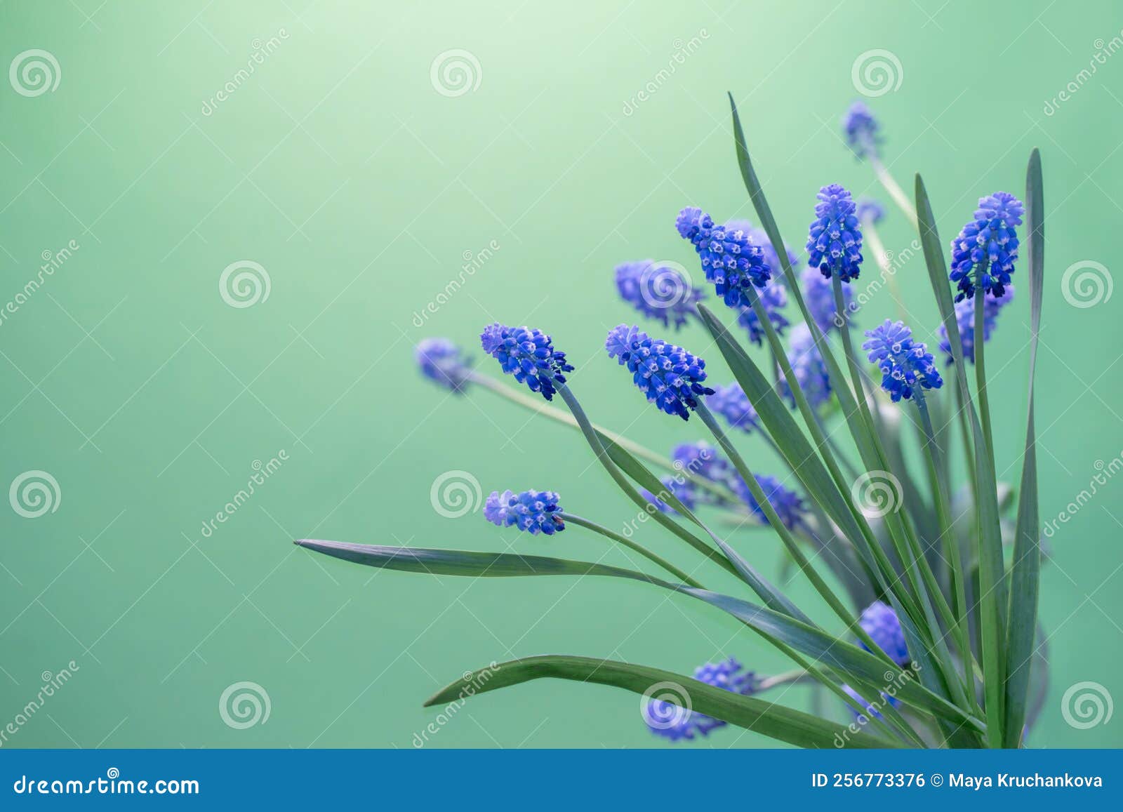 Spring Flowers on Green Background Stock Photo Image of group, fresh