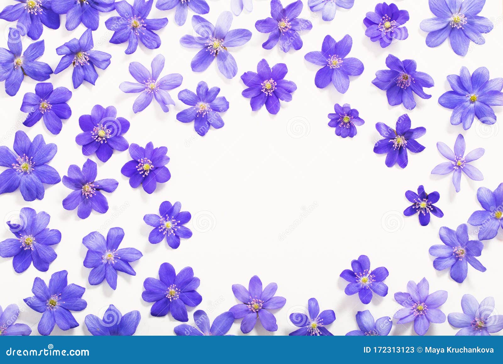 Blue Flowers on White Background Stock Image - Image of nature