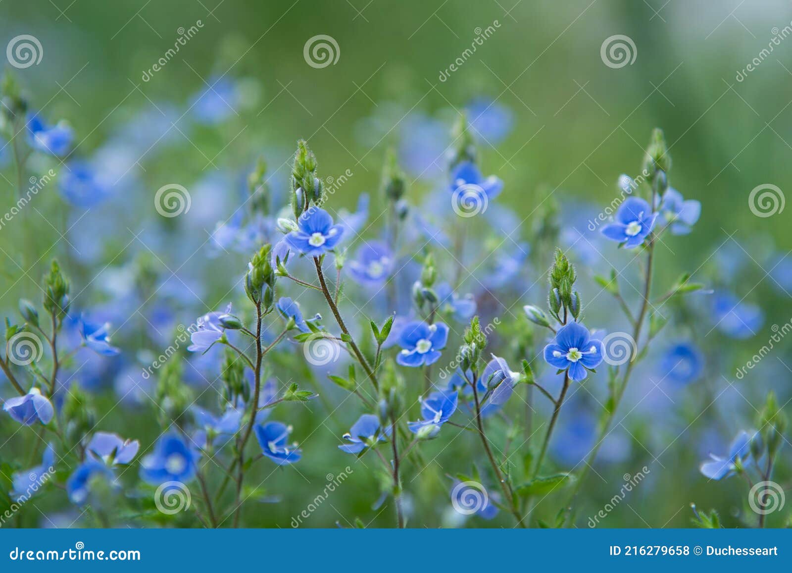 Spring Blue Veronica Flowers Germander, Speedwell Stock Photo Image