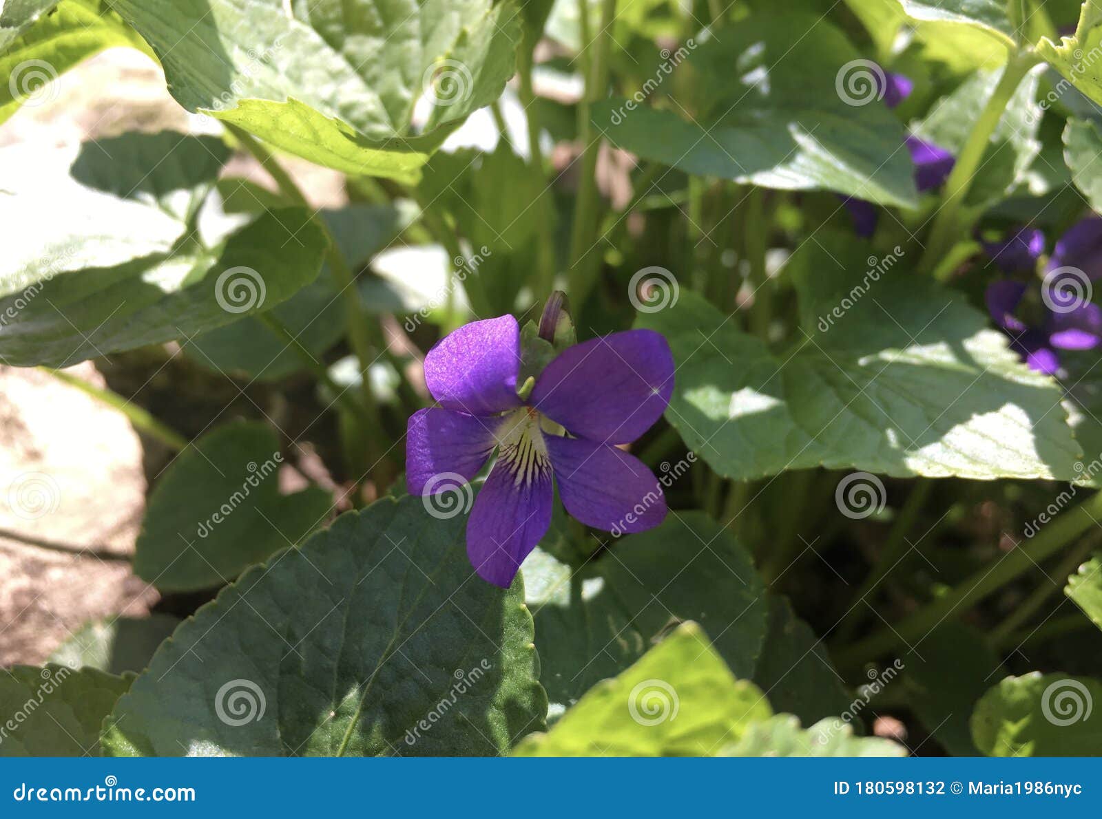 Spring in Borough Park in Brooklyn, New York. Stock Photo Image of