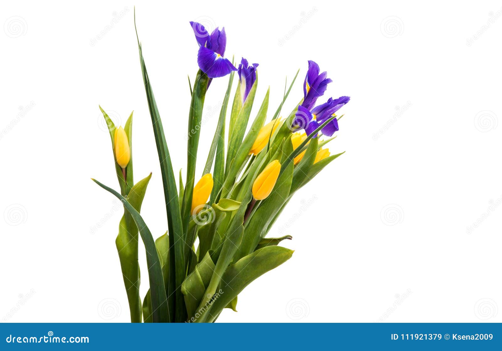 Spring Bouquet with Tulips and Iris Isolated Stock Image Image of
