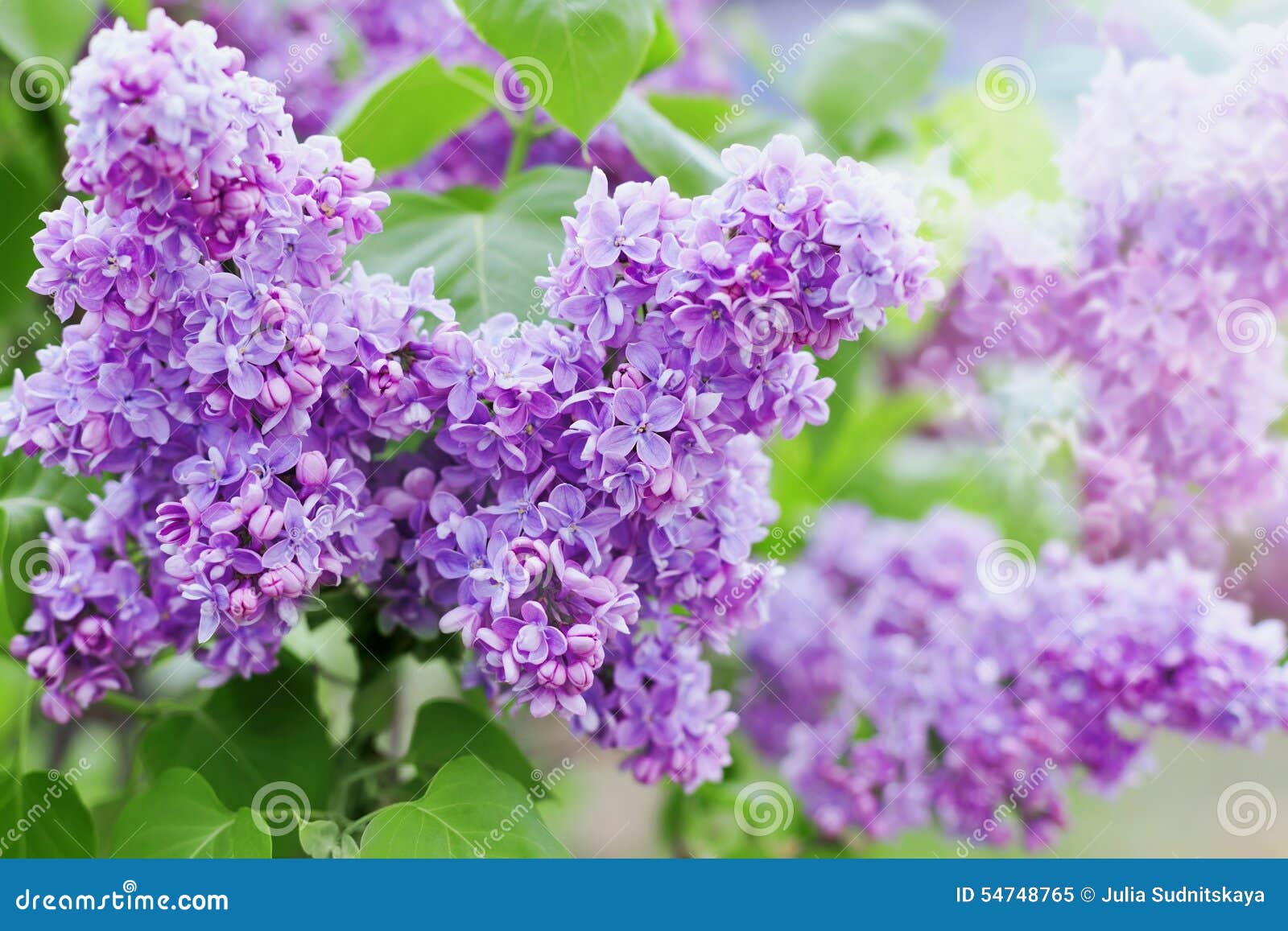 spring branch of lilac flowers, natural background, lovely landscape of nature