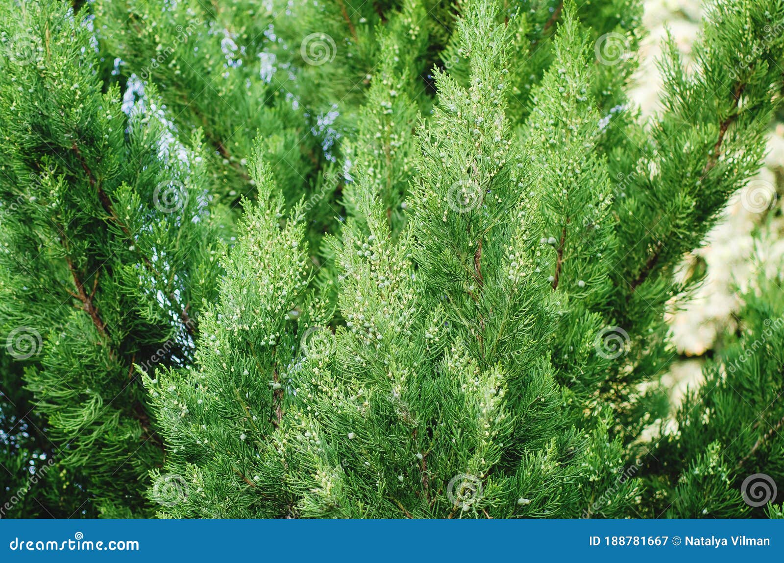 spring branch tip of red cedar tree, also called eastern redcedar, virginian juniper. beautiful natural background