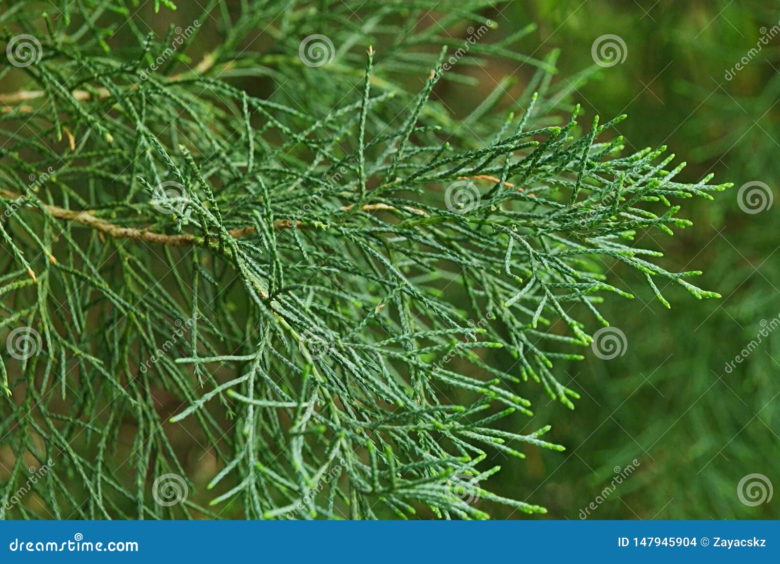 spring branch tip of red cedar tree, also called eastern redcedar, virginian juniper or pencil cedar