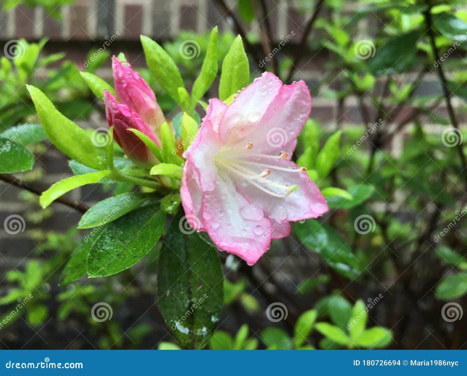 Spring on Brighton Beach, Brooklyn, New York. Stock Photo Image of ocean, beach 180726694