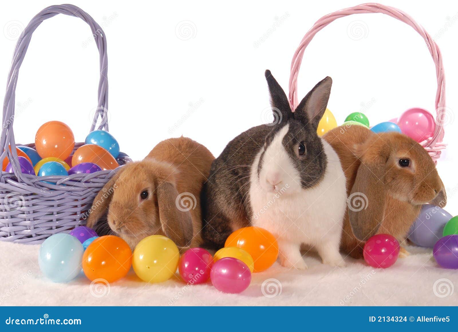 spring bunnies with eggs