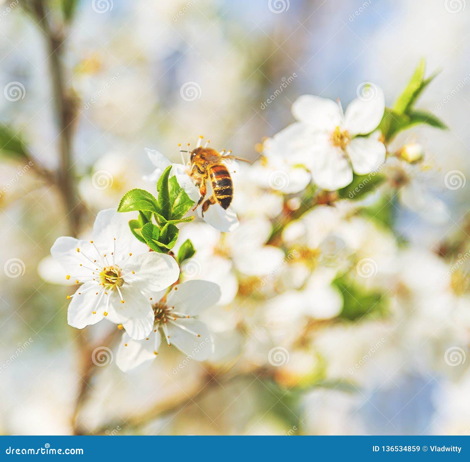 Spring Cherry Blossom Honey Bee Flowers Stock Image Image of fresh