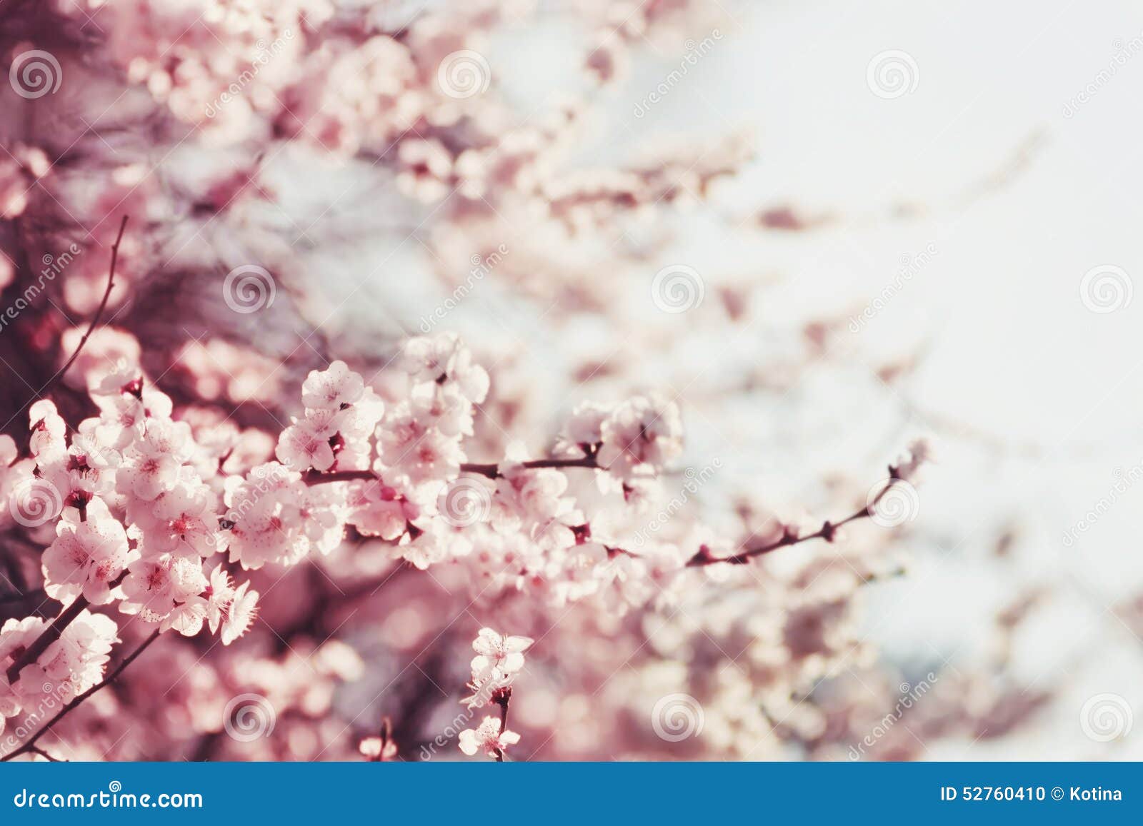 spring cherry blossoms