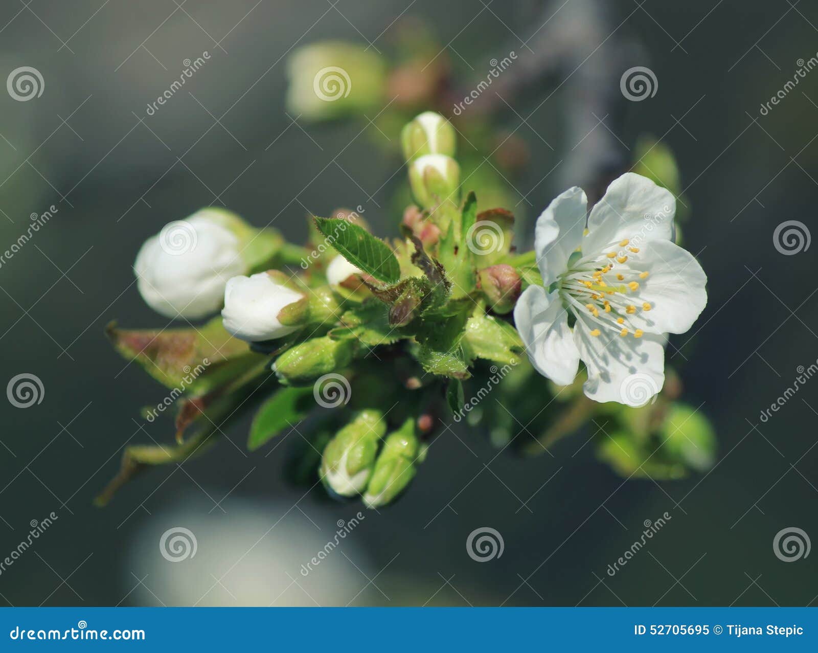 Spring cherry buds stock image. Image of beauty, bright 52705695