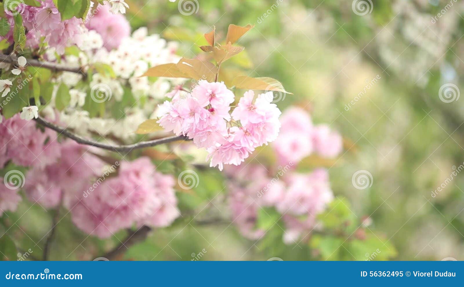 Spring cherry tree stock video. Video of cherry, springtime - 56362495
