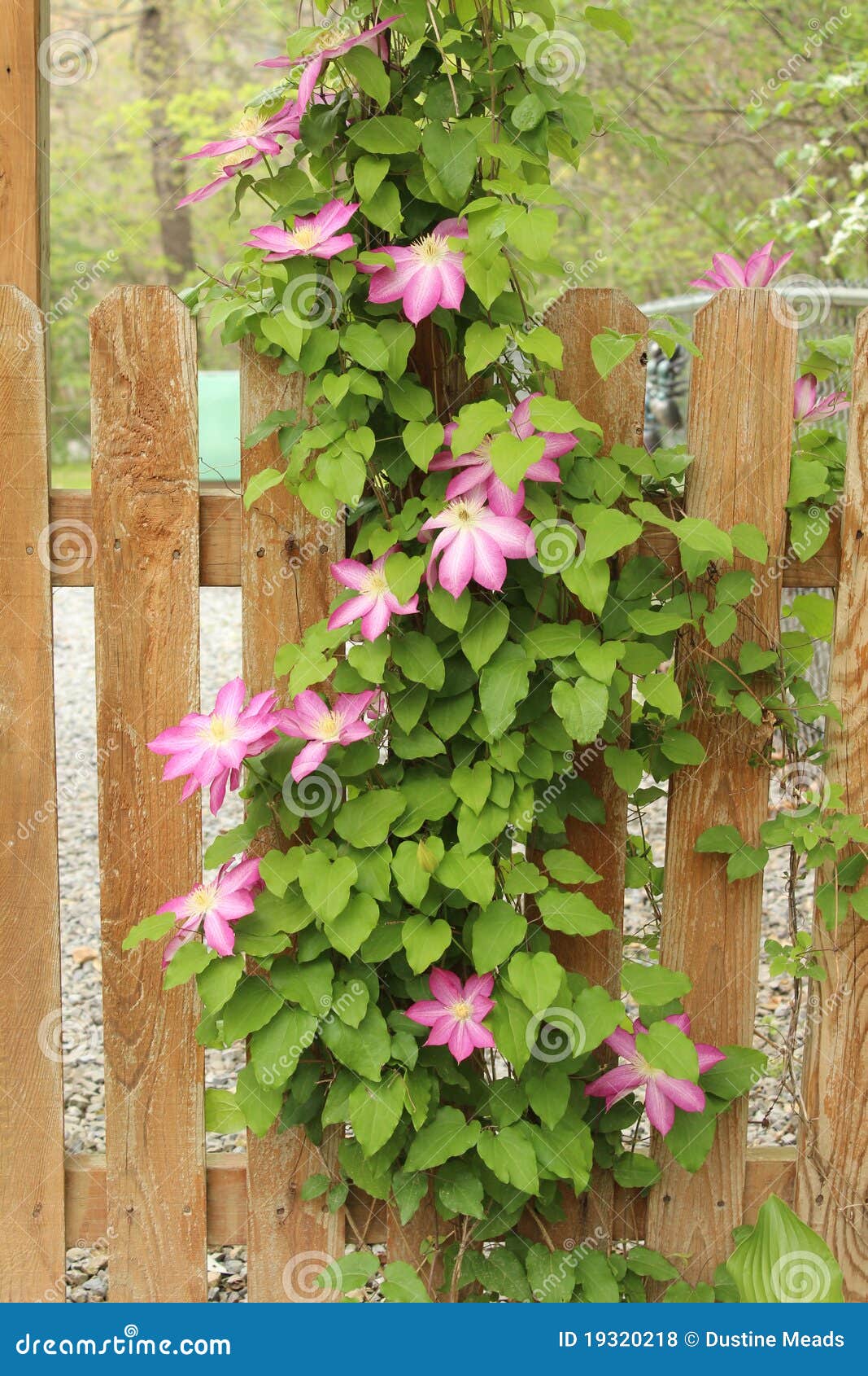 Spring Clematis Vines Full of Lovely Pink Flowers Stock Photo Image