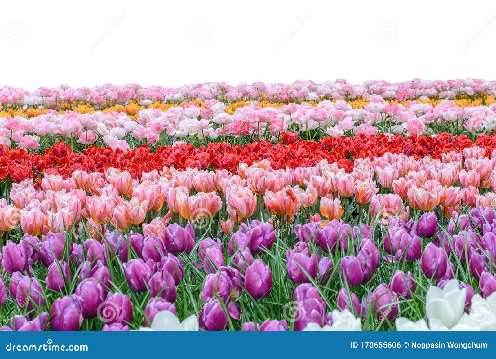 spring coloful tulip bulb flower field 